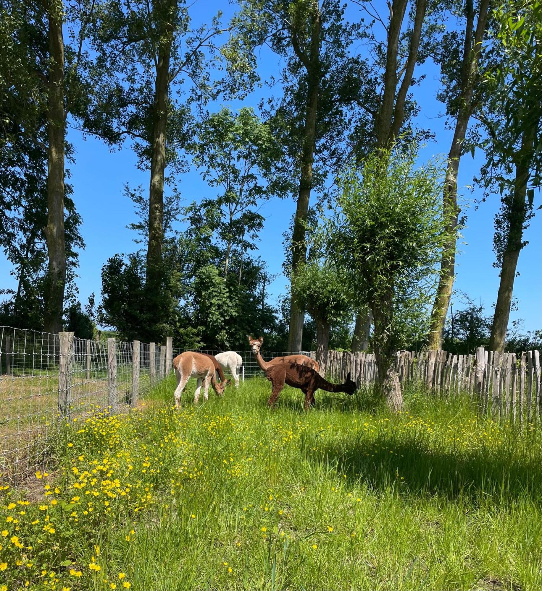 אוסטקאפלה Nieuw Landelijk Vakantiehuis Aan Zee מראה חיצוני תמונה